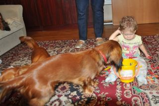 NADIM jamniki Kollapsar